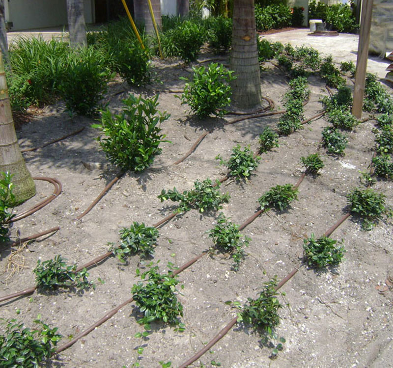 Drip Irrigation Pipe Plant